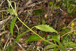 White thoroughwort